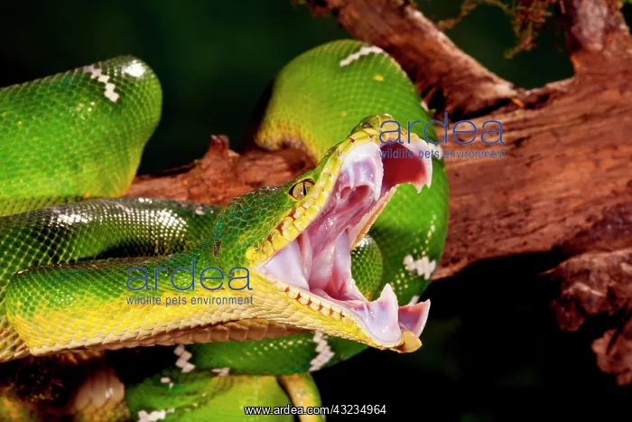 : Emerald Tree Boa, Corallus caninus, Native : Emerald Tree Boa, Corallus caninus, Native
