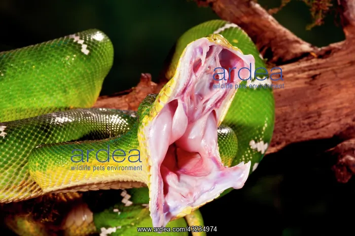 : Emerald Tree Boa, Corallus caninus, Native : Emerald Tree Boa, Corallus caninus, Native