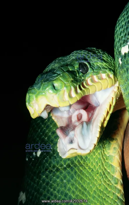 : Emerald Tree Boa - Gaping : Emerald Tree Boa - Gaping