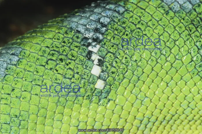 : Emerald Tree Boa skin close-up : Emerald Tree Boa skin close-up