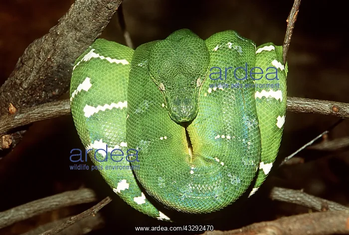 : EMERALD TREE BOA SNAKE : EMERALD TREE BOA SNAKE