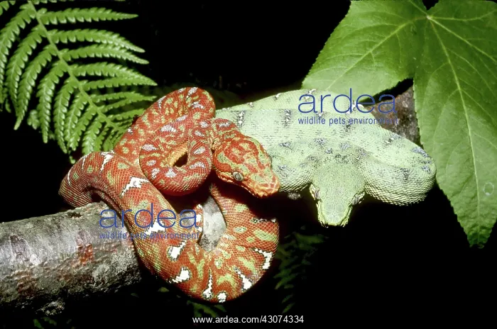 : Emerald Tree Boas : Emerald Tree Boas