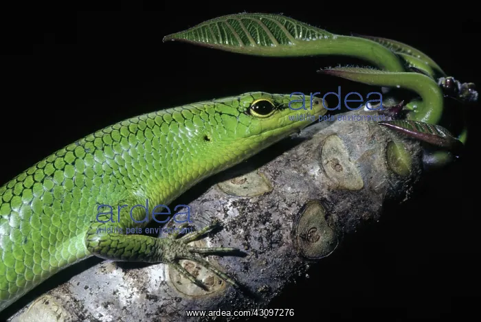 : Emerald Tree Skink : Emerald Tree Skink