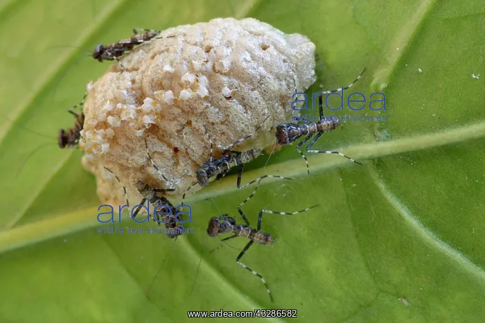 : Emerged young praying mantises (Mantis religiosa) : Emerged young praying mantises (Mantis religiosa)