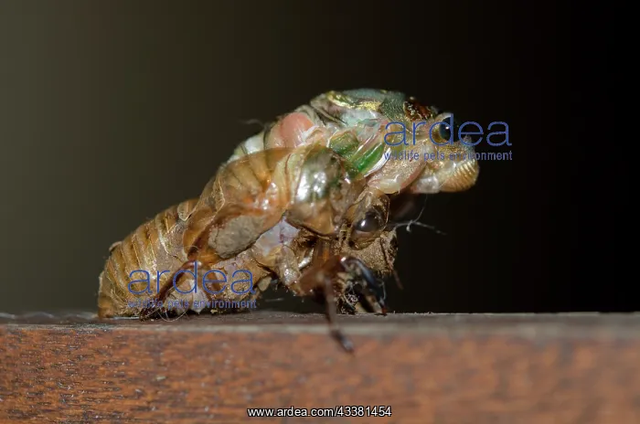 : Emerging Cicada : Emerging Cicada