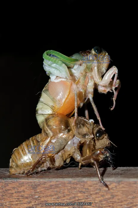 : Emerging Cicada : Emerging Cicada