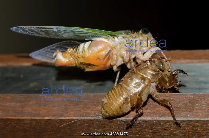 : Emerging Cicada : Emerging Cicada
