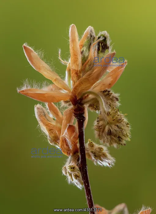 : Emerging flowers of Beech, Fagus sylvatica, in early spring : Emerging flowers of Beech, Fagus sylvatica, in early spring