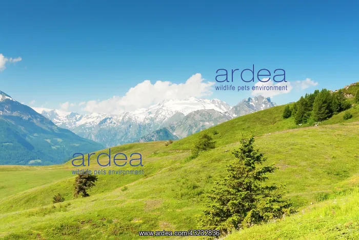 : Emilius mountain, Aosta Valley, Italian : Emilius mountain, Aosta Valley, Italian