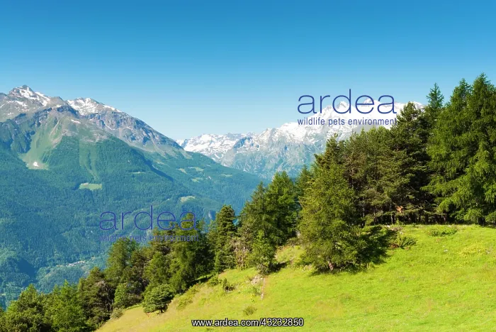 : Emilius mountain, Aosta Valley, Italian : Emilius mountain, Aosta Valley, Italian