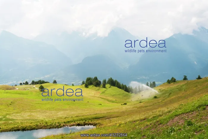 : Emilius mountain, watering, Aosta Valley : Emilius mountain, watering, Aosta Valley