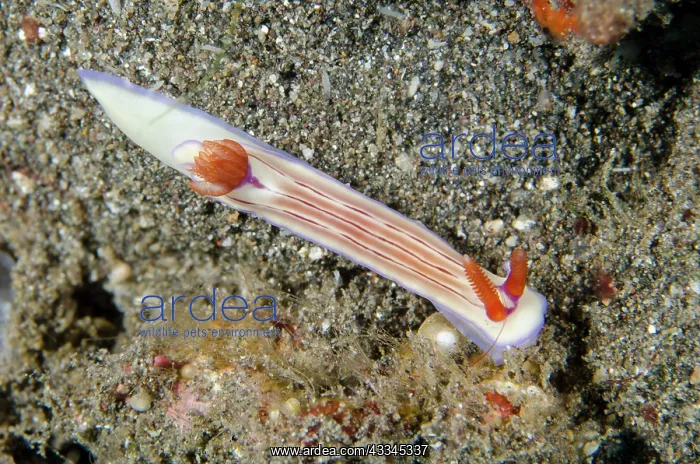 : Emmas Hypselodoris Nudibranch - Lipah Beach dive : Emmas Hypselodoris Nudibranch - Lipah Beach dive