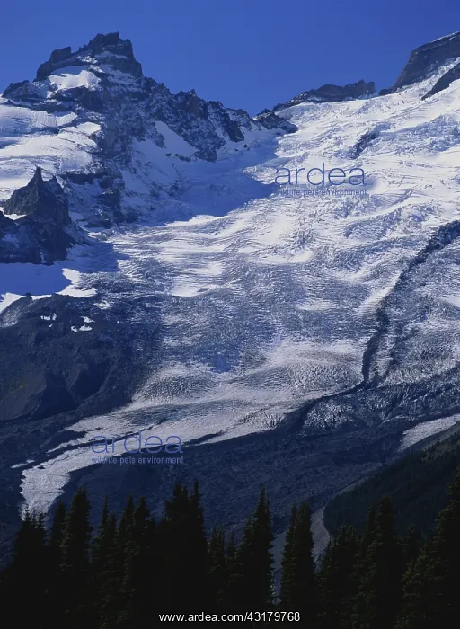 : Emmons Glacier : Emmons Glacier