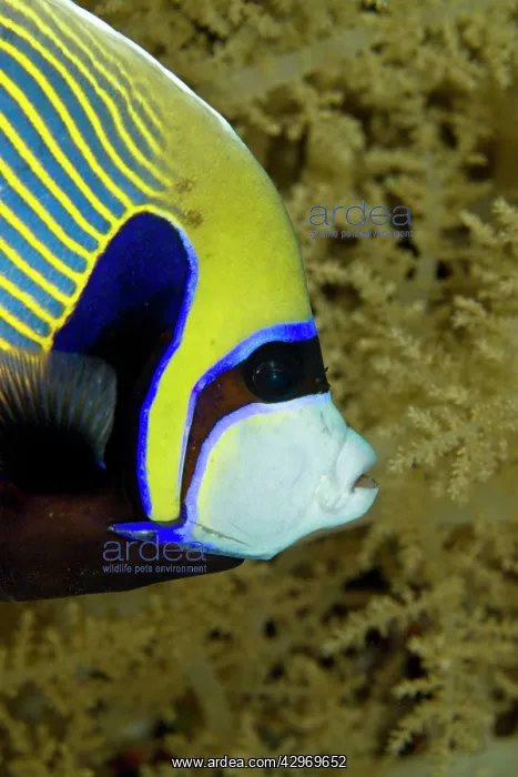 : Emperor Angelfish : Emperor Angelfish