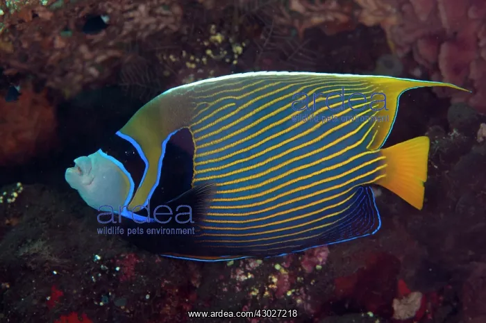 : Emperor Angelfish : Emperor Angelfish