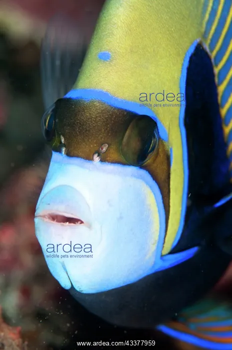 : Emperor Angelfish : Emperor Angelfish