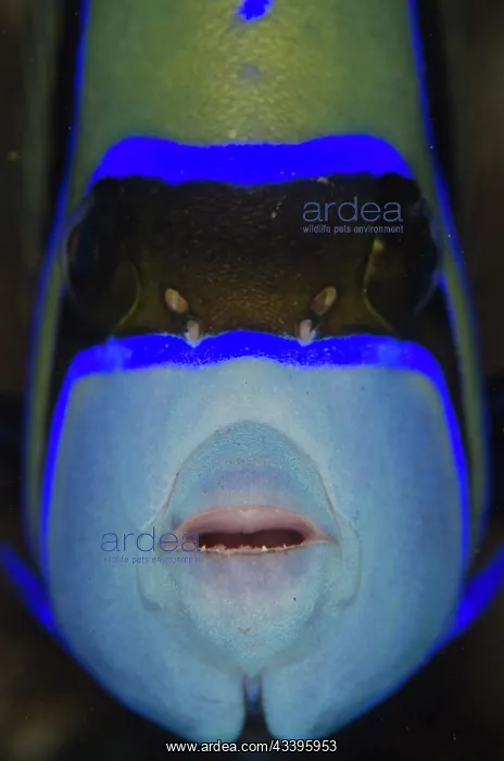  : Emperor Angelfish