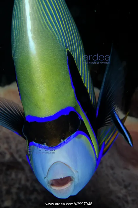 : Emperor Angelfish - being cleaned by a Bluestreak : Emperor Angelfish - being cleaned by a Bluestreak