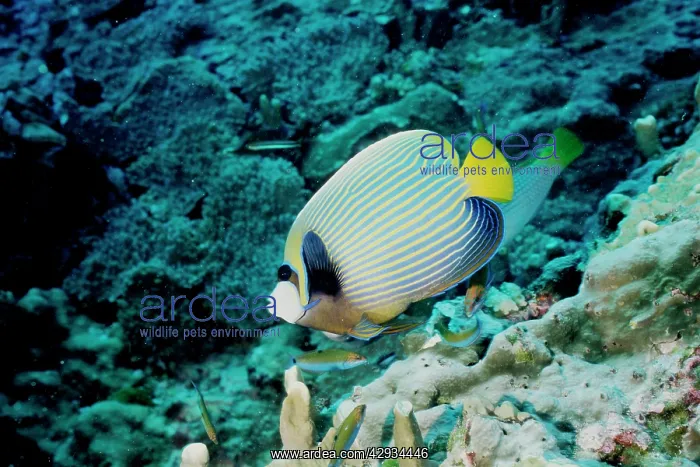 : Emperor angelfish; can grow to 40 cm. Popular aquarium : Emperor angelfish; can grow to 40 cm. Popular aquarium