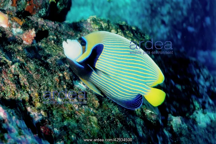 : Emperor angelfish; can grow to 40 cm. Popular aquarium : Emperor angelfish; can grow to 40 cm. Popular aquarium
