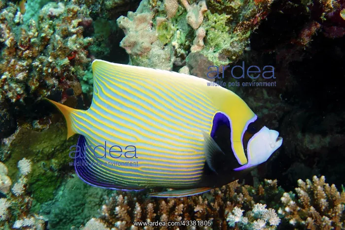 : Emperor angelfish (Pomacanthus imperator), House : Emperor angelfish (Pomacanthus imperator), House