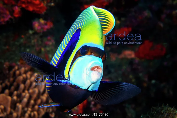 : Emperor angelfish (Pomacanthus imperator) in reef : Emperor angelfish (Pomacanthus imperator) in reef