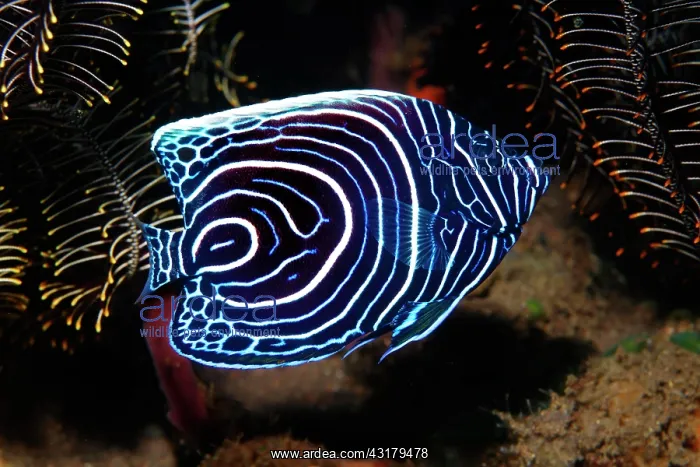 : Emperor angelfish ( Pomacanthus imperator), Youth : Emperor angelfish ( Pomacanthus imperator), Youth
