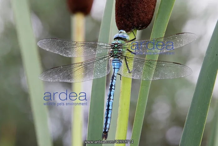 : Emperor Dragonfly : Emperor Dragonfly