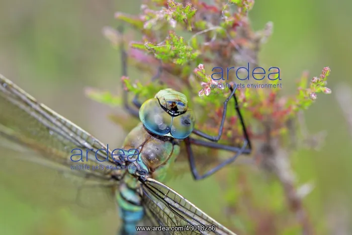 : Emperor Dragonfly : Emperor Dragonfly