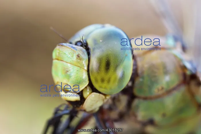 : Emperor Dragonfly : Emperor Dragonfly