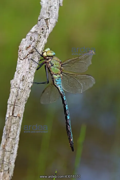 : Emperor Dragonfly : Emperor Dragonfly
