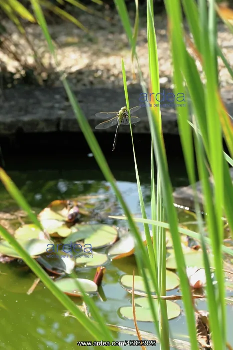 : Emperor dragonfly : Emperor dragonfly