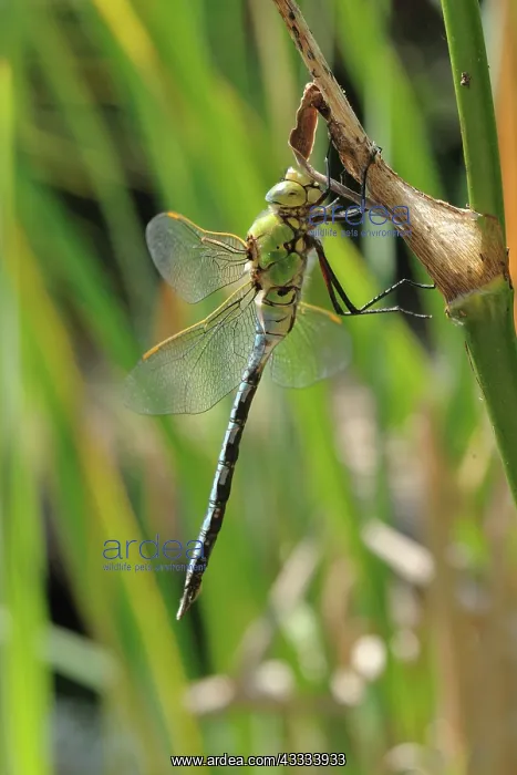 : Emperor dragonfly : Emperor dragonfly
