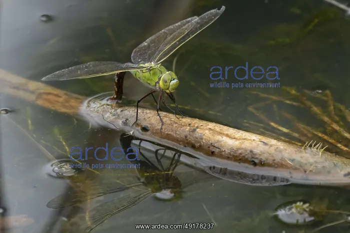 : Emperor dragonfly (Anax imperator) adult female insect laying eggs or oviposition in a pond in summer : Emperor dragonfly (Anax imperator) adult female insect laying eggs or oviposition in a pond in summer