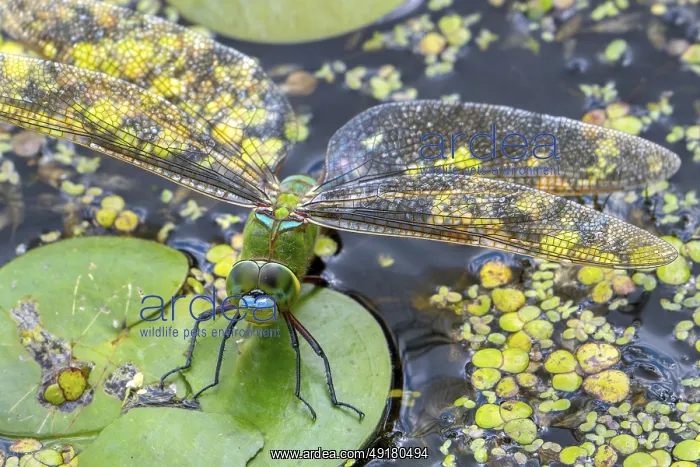 : Emperor dragonfly, blue emperor (Anax imperator) : Emperor dragonfly, blue emperor (Anax imperator)