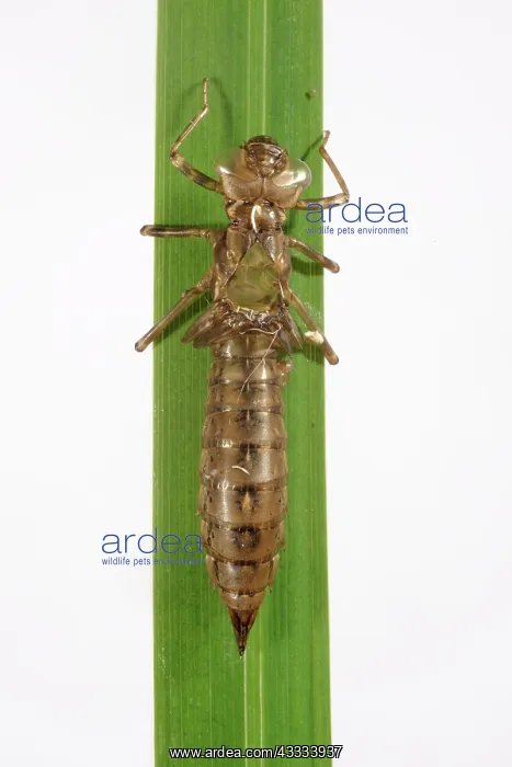 : Emperor dragonfly exuvia : Emperor dragonfly exuvia