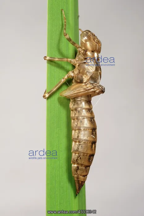: Emperor dragonfly exuvia : Emperor dragonfly exuvia