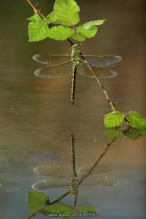 : Emperor Dragonfly - female on bramble with reflection : Emperor Dragonfly - female on bramble with reflection