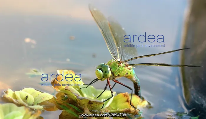 : Emperor Dragonfly - female laying eggs : Emperor Dragonfly - female laying eggs