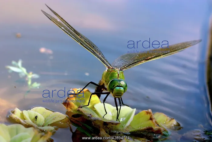 : Emperor Dragonfly - female laying eggs : Emperor Dragonfly - female laying eggs