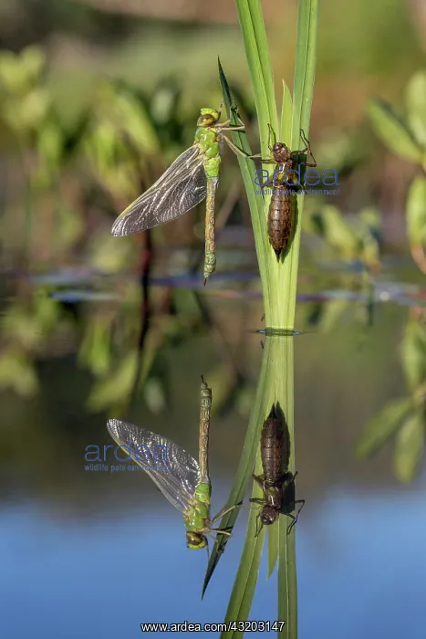 : Emperor Dragonfly - Female - Newly Emerged - Reflection : Emperor Dragonfly - Female - Newly Emerged - Reflection