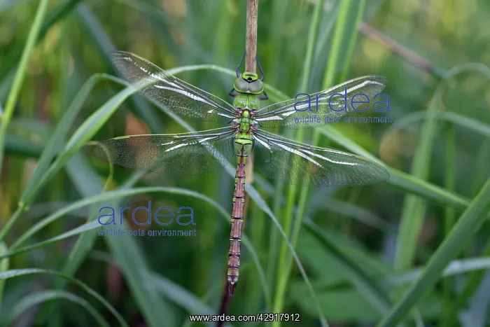 : Emperor Dragonfly - freshly emerged female, not : Emperor Dragonfly - freshly emerged female, not