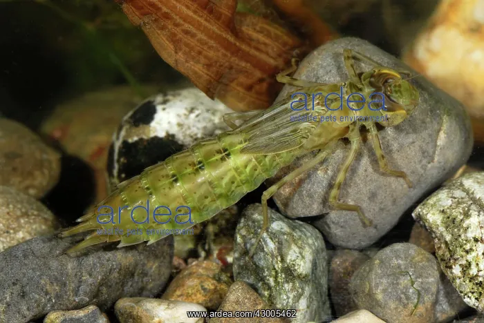 : Emperor Dragonfly nymph larva : Emperor Dragonfly nymph larva