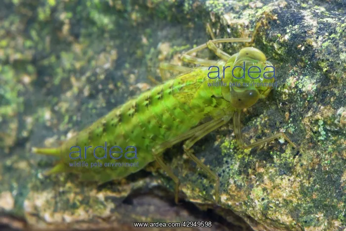 : Emperor Dragonfly - Single nymph photographed : Emperor Dragonfly - Single nymph photographed