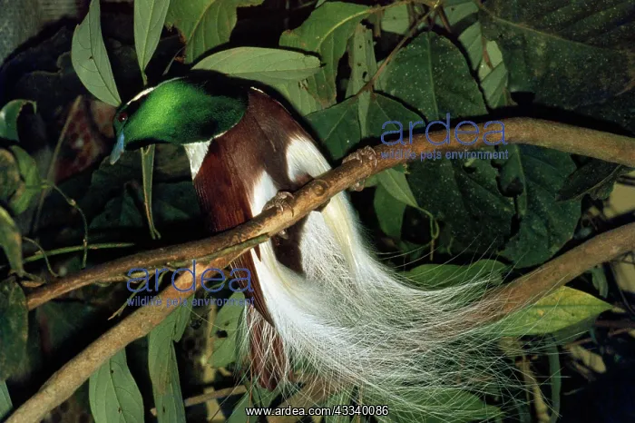 : Emperor of Germany's Bird of Paradise : Emperor of Germany's Bird of Paradise