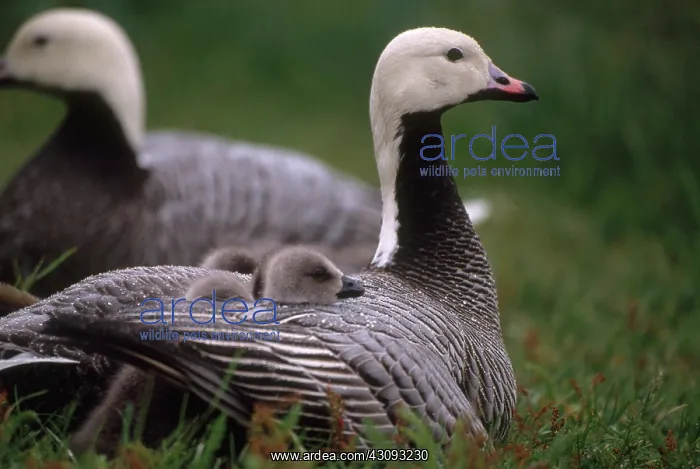 : Emperor Goose : Emperor Goose