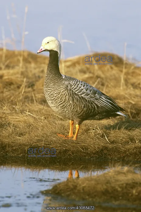 : Emperor Goose (Chen canagica) : Emperor Goose (Chen canagica)