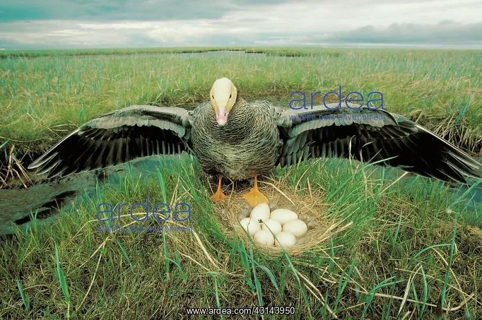 : Emperor goose defending nest : Emperor goose defending nest