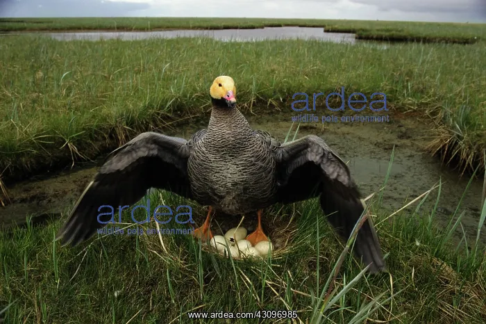 : Emperor Goose defends nest : Emperor Goose defends nest