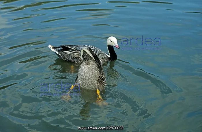  : Emperor Goose - pair